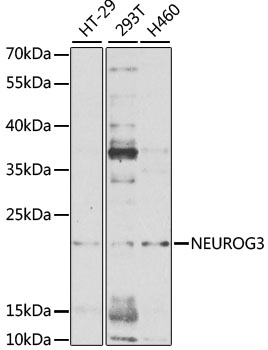 Western blot - NEUROG3 Polyclonal Antibody 