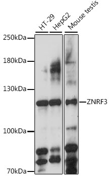 Western blot - ZNRF3 Polyclonal Antibody 