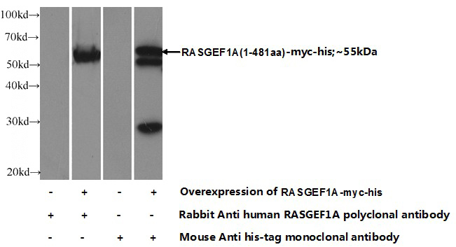 Transfected HEK-293 cells were subjected to SDS PAGE followed by western blot with Catalog No:114475(RASGEF1A Antibody) at dilution of 1:1000