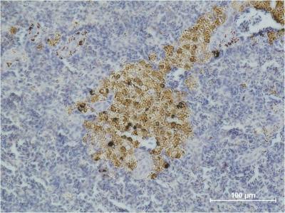 Immunohistochemical analysis of paraffin-embedded Mouse Spleen Tissue using Caspase8 uff08uff09Mouse mAb diluted at 1:500.