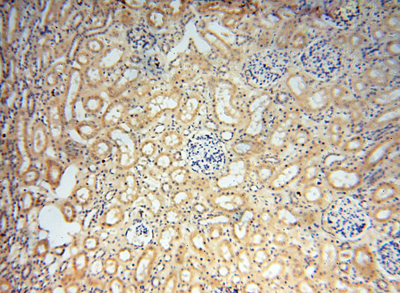 Immunohistochemical of paraffin-embedded human kidney using Catalog No:115401(SMPX antibody) at dilution of 1:50 (under 10x lens)