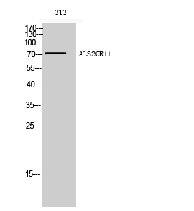 Fig1:; Western Blot analysis of 3T3 cells using ALS2CR11 Polyclonal Antibody