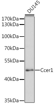 Western blot - Ccer1 Polyclonal Antibody 