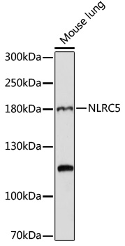 Western blot - NLRC5 Polyclonal Antibody 
