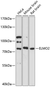 Western blot - ELMO2 Polyclonal Antibody 