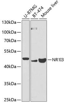 Western blot - NR1I3 Polyclonal Antibody 