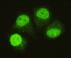 Immunocytochemistry of HeLa cells using anti-SMAD5 (C-terminus) mouse mAb diluted 1:75.