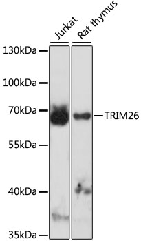 Western blot - TRIM26 Polyclonal Antibody 