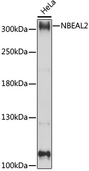 Western blot - NBEAL2 Polyclonal Antibody 