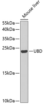 Western blot - UBD Polyclonal Antibody 