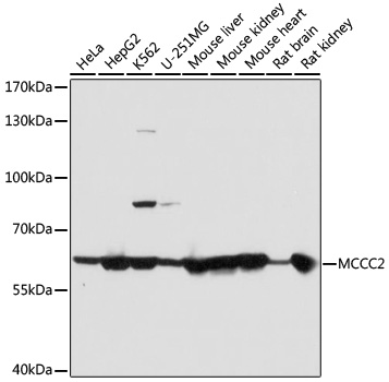 Western blot - MCCC2 Polyclonal Antibody 