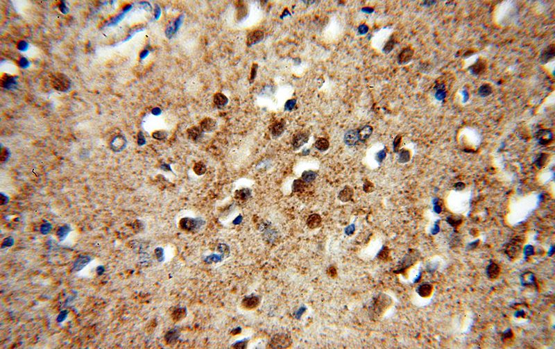 Immunohistochemical of paraffin-embedded human brain using Catalog No:113805(EGLN3 antibody) at dilution of 1:50 (under 40x lens)