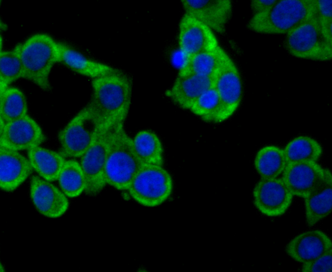Fig4: ICC staining CD137 (green) in LOVO cells. The nuclear counter stain is DAPI (blue). Cells were fixed in paraformaldehyde, permeabilised with 0.25% Triton X100/PBS.