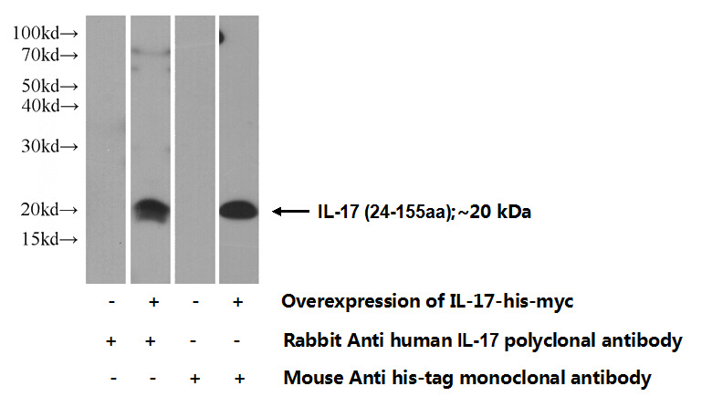 Transfected HEK-293 cells were subjected to SDS PAGE followed by western blot with Catalog No:111762(IL17A Antibody) at dilution of 1:500