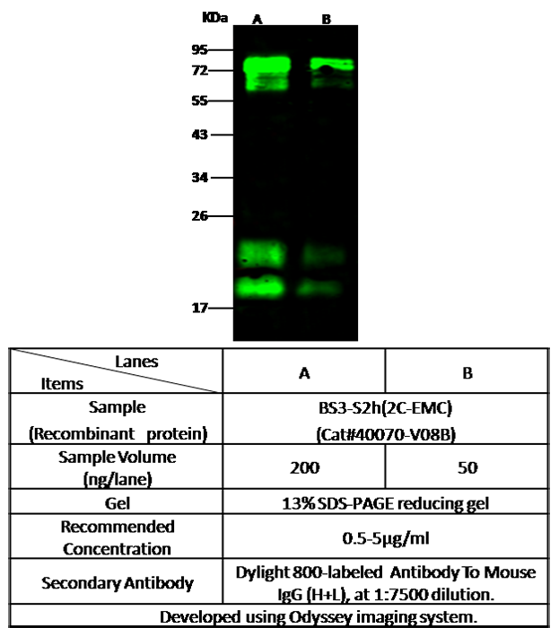 MERS-CoV CoV Spike glycoprotein Western blot (WB) 14832