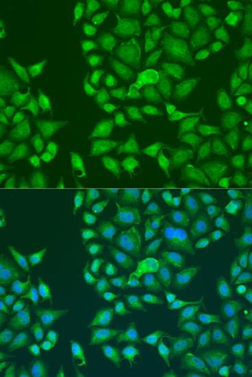 Immunofluorescence - STAU2 Polyclonal Antibody 