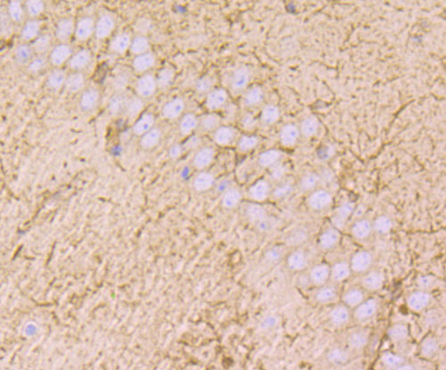 Fig4: Immunohistochemical analysis of paraffin-embedded mouse brain tissue using anti-MAL antibody. Counter stained with hematoxylin.