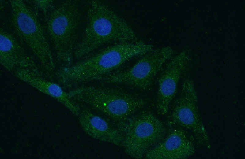 Immunofluorescent analysis of (-20oc Acetone) fixed SH-SY5Y cells using Catalog No:113104(NEK3 Antibody) at dilution of 1:50 and Alexa Fluor 488-congugated AffiniPure Goat Anti-Rabbit IgG(H+L)