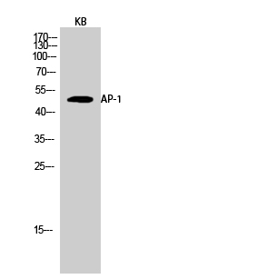 Western Blot analysis of KB cells using AP-1 Polyclonal Antibody
