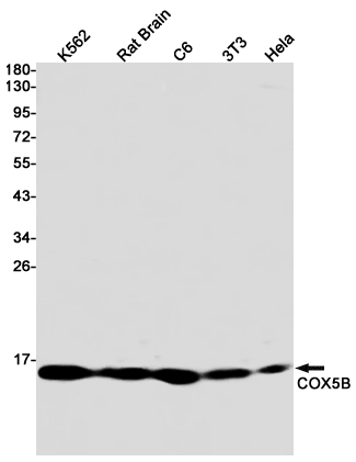 Western blot detection of COX5B in K562,Rat Brain,C6,3T3,Hela cell lysates using COX5B Rabbit pAb(1:1000 diluted).Predicted band size:14kDa.Observed band size:14kDa.
