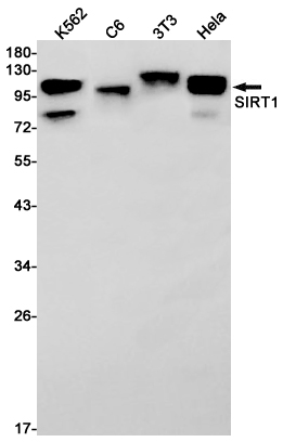 Western blot detection of SIRT1 in K562,C6,3T3,Hela cell lysates using SIRT1 Rabbit pAb(1:1000 diluted).Predicted band size:82kDa.Observed band size:120kDa.