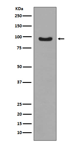Western blot analysis of Phospho-FoxO3a (S253) expression in MCF-7 cell lysate treated with IGF.