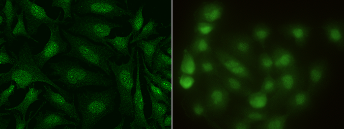 S100A13 Antibody, Mouse MAb, Immunofluorescence