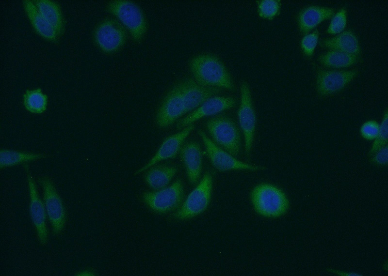 Immunofluorescent analysis of HepG2 cells using Catalog No:110096(DNAJB5 Antibody) at dilution of 1:50 and Alexa Fluor 488-congugated AffiniPure Goat Anti-Rabbit IgG(H+L)