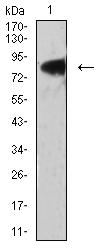 Fig3: Western blot analysis of 175076# against PANC-1 (1) cell lysate.Proteins were transferred to a PVDF membrane and blocked with 5% BSA in PBS for 1 hour at room temperature. The primary antibody ( 1/500) was used in 5% BSA at room temperature for 2 hours. Goat Anti-Mouse IgG - HRP Secondary Antibody at 1:5,000 dilution was used for 1 hour at room temperature.