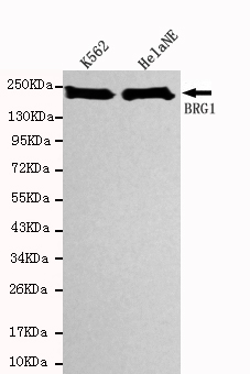 Western blot detection of SBRG1 in Hela NE and K562 cell lysates using BRG1 mouse mAb (1:1000 diluted).Predicted band size:220KDa.Observed band size:220KDa.