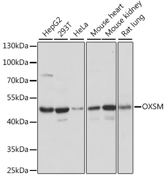 Western blot - OXSM Polyclonal Antibody 