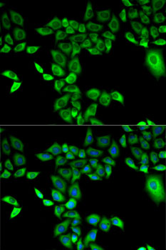 Immunofluorescence - FMO3 Polyclonal Antibody 