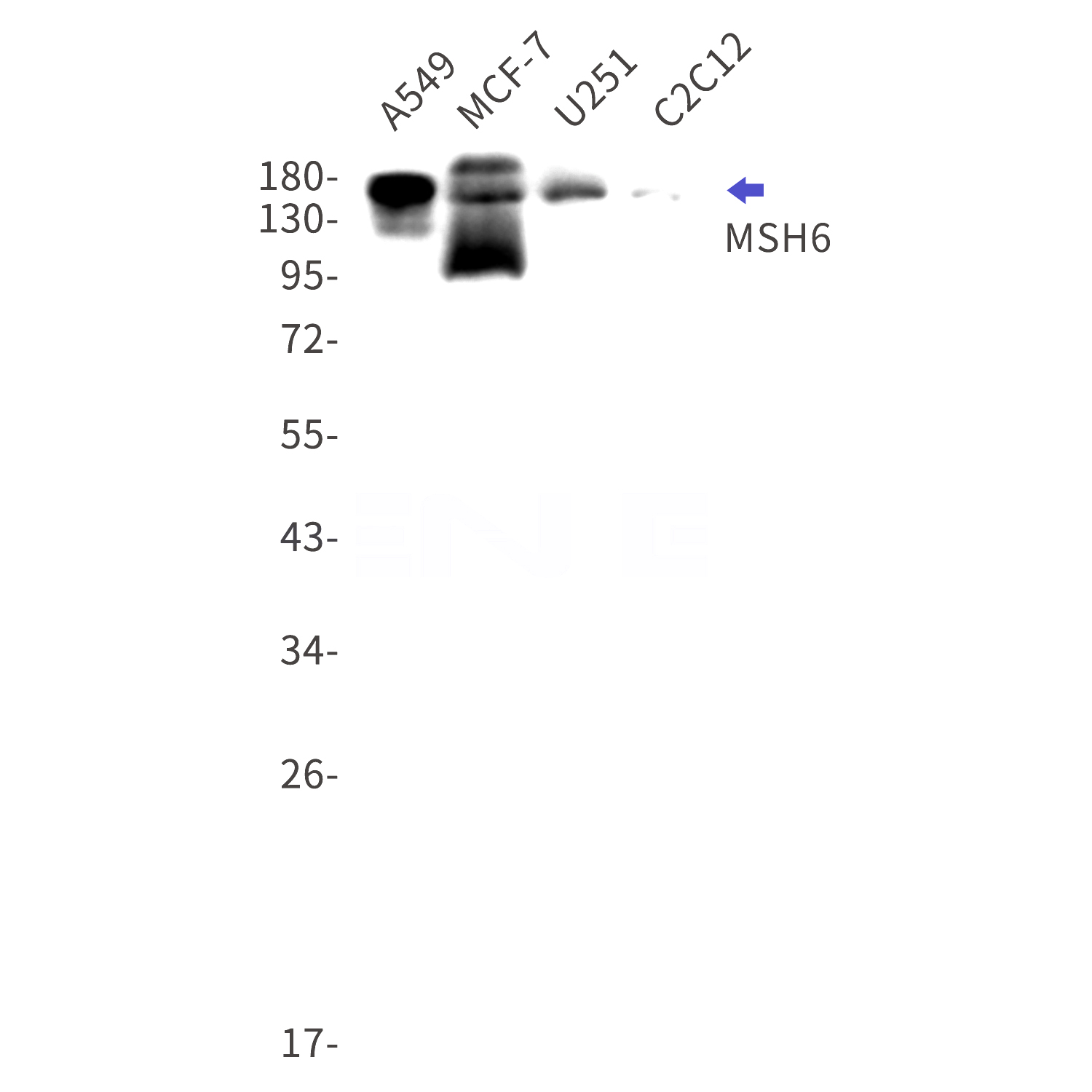 Western blot detection of MSH6 in A549,MCF-7,U251,C2C12 cell lysates using MSH6 Rabbit mAb(1:1000 diluted).Predicted band size:163kDa.Observed band size:163kDa.