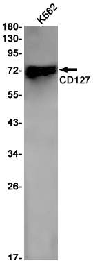 Western blot detection of CD127 in K562 cell lysates using CD127 Rabbit pAb(1:1000 diluted).Predicted band size:52kDa.Observed band size:70kDa.
