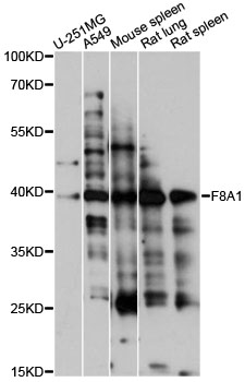 Western blot - F8A1 Polyclonal Antibody 