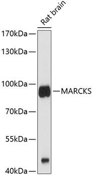 Western blot - MARCKS Polyclonal Antibody 
