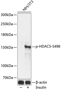 Western blot - Phospho-HDAC5-S498 pAb 