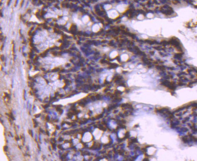 Fig7:; Immunohistochemical analysis of paraffin-embedded mouse colon tissue using anti-Histone H2B antibody. The section was pre-treated using heat mediated antigen retrieval with Tris-EDTA buffer (pH 8.0-8.4) for 20 minutes.The tissues were blocked in 5% BSA for 30 minutes at room temperature, washed with ddH; 2; O and PBS, and then probed with the primary antibody ( 1/50) for 30 minutes at room temperature. The detection was performed using an HRP conjugated compact polymer system. DAB was used as the chromogen. Tissues were counterstained with hematoxylin and mounted with DPX.