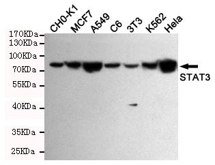 Western blot detection of STAT3 in CHO-K1,C6,3T3,K562,CEM,Jurkat,Hela,MCF7,COS7,293T,A431 and A549 cell lysates using STAT3 mouse mAb (1:1000 diluted).Predicted band size:88KDa.Observed band size:88KDa.