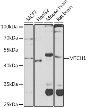 Western blot - MTCH1 Polyclonal Antibody 