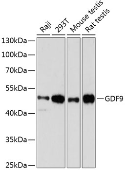 Western blot - GDF9 Polyclonal Antibody 