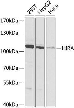 Western blot - HIRA Polyclonal Antibody 