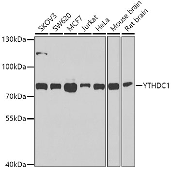 Western blot - YTHDC1 Polyclonal Antibody 