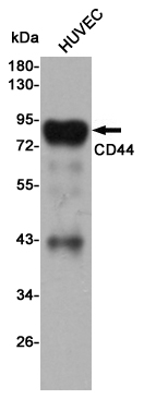 Western blot detection of CD44 in HUVEC cell lysates using CD44 mouse mAb(dilution 1:1000).Predicted band size:82kDa.Observed band size:80kDa.