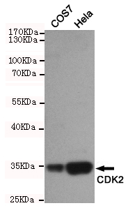 Western blot detection of CDK2 in COS7 and Hela cell lysates using CDK2 mouse mAb (1:1000 diluted).Predicted band size:33KDa.Observed band size:33KDa.