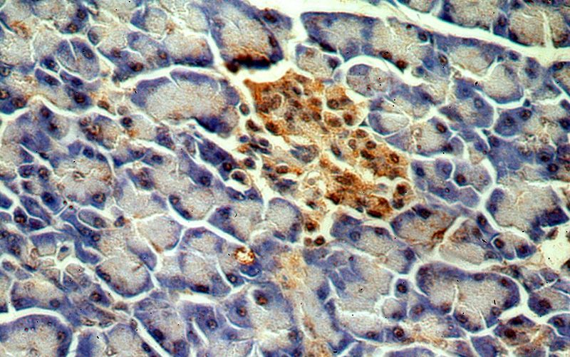 Immunohistochemical of paraffin-embedded human pancreas using Catalog No:112754(MPPED1 antibody) at dilution of 1:50 (under 40x lens)