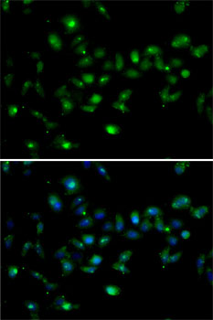Immunofluorescence - MORF4L1 Polyclonal Antibody 