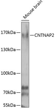Western blot - CNTNAP2 Polyclonal Antibody 