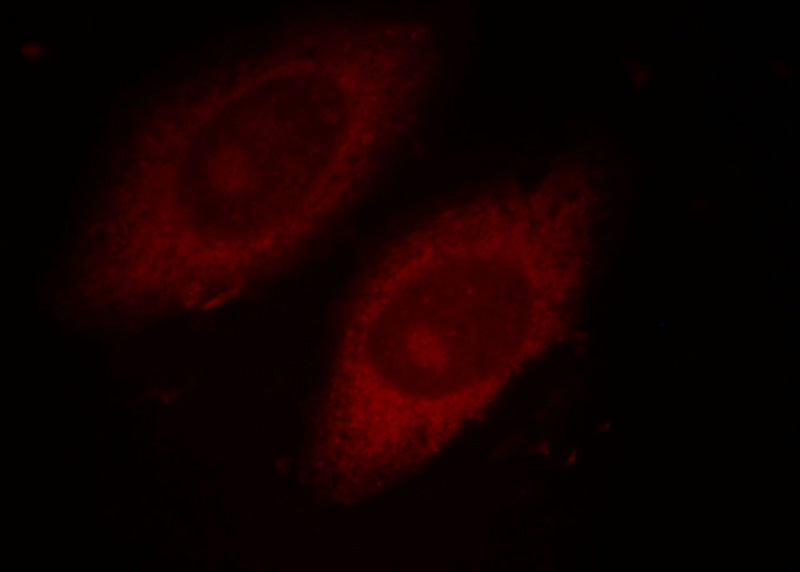 Immunofluorescent analysis of HepG2 cells, using CUL2 antibody Catalog No:109742 at 1:25 dilution and Rhodamine-labeled goat anti-rabbit IgG (red).