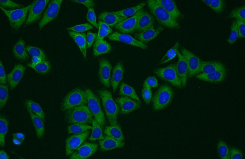 Immunofluorescent analysis of HepG2 cells using Catalog No:116332(TAGLN2 Antibody) at dilution of 1:50 and Alexa Fluor 488-congugated AffiniPure Goat Anti-Rabbit IgG(H+L)